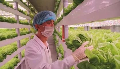 无土无光亦生长 探秘计算机集成下的现代农业革命